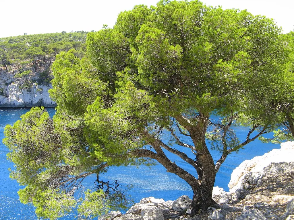 arbre