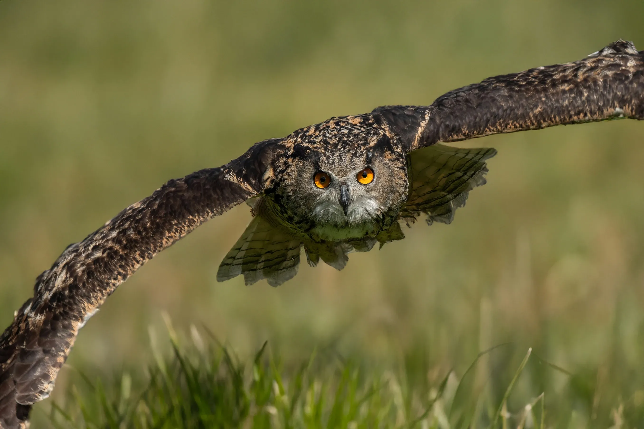 hibou