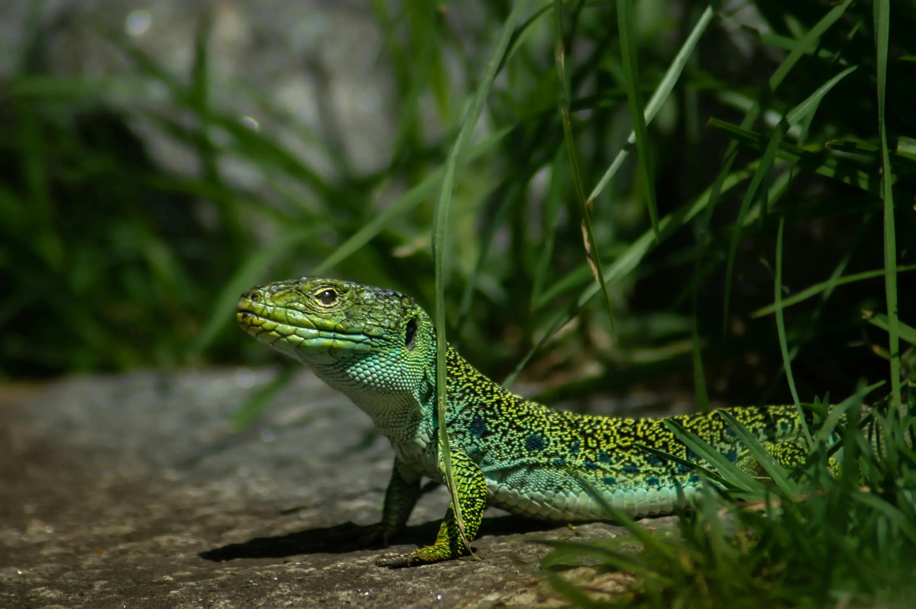 lézard