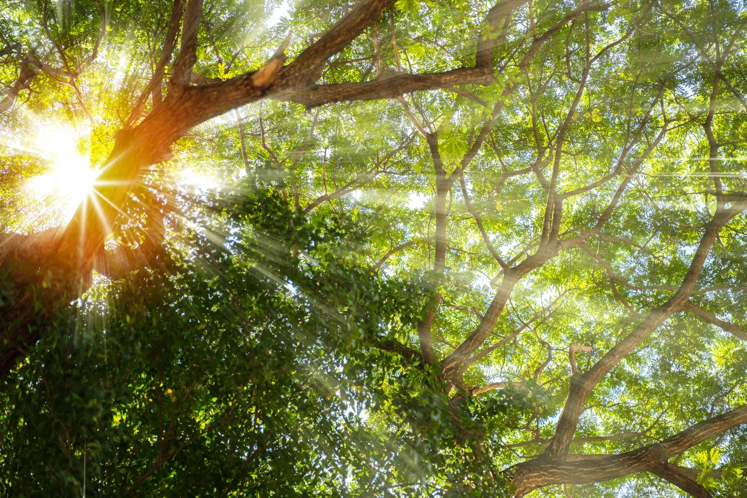 Forêt